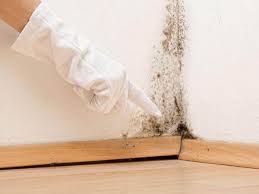 Best Basement Mold Removal  in Cordele, GA